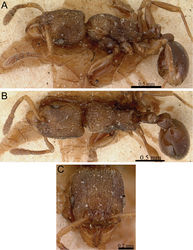 Figure 56. Tetramorium schaufussii holotype worker (CASENT0101697). A Body in profile B Body in dorsal view C Head in full-face view.