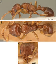 Figure 58. Tetramorium sikorae syntype worker of junior synonym Tetramorium latior (CASENT0101141). A Body in profile B Body in dorsal view C Head in full-face view.