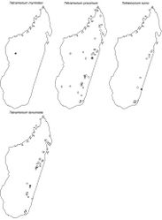 Figure 64. Geographic distribution maps for the species of the Tetramorium cognatum species complex II. Star symbols represent type localities while circles represent non-type localities.