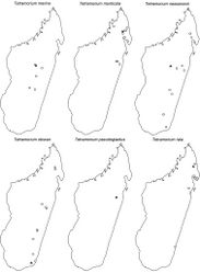 Figure 65. Geographic distribution maps for the species of the Tetramorium schaufussii species complex I. Star symbols represent type localities while circles represent non-type localities.