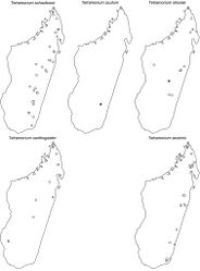 Figure 66. Geographic distribution maps for the species of the Tetramorium schaufussii species complex II and the Tetramorium severini species group. Star symbols represent type localities while circles represent non-type localities. Note that Tetramorium schaufussii is also recorded from the island of Reunion, but we omit it from the map due to questionable locality data.