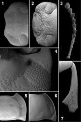 Figures 1–7. Head, dorsal view (1, 2), ventral view (4); antenna (3); pronotal disc (5, 6); mesotibia (7). Ectateus calcaripes (3), Ectateus crenatus (2), Ectateus ghesquierei (5), Monodius medius (7), Monodius plicicollis (4), Selinus planus (1, 6).