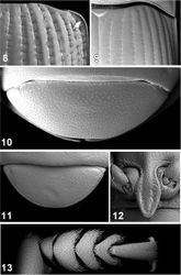 Figures 8–13. Elytral disc (8, 9); 5th abdominal ventrite (10, 11), intercoxal process of prosternum (12), male protarsi (13). Ectateus crenatus (8, 12), Monodius convexipennis (10), Monodius malaisei (9), Monodius plicicollis (13), Selinus striatus (11).