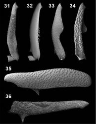 Figures 31–36. Male protibiae (31–34); male mesofemora (35); male mesotibia (36). Ectateus calcaripes (31), Ectateus modestus (32), Ectateus ghesquierei (33), Ectateus crenatus (34–36).