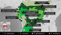 Figure 41. Distribution of the species of Ectateus sensu novum. The division of Afrotropical Realm into ecoregions was adopted after Olson et al. 2001[10]. Different colors were used to distinguish the adjacent ecoregions.