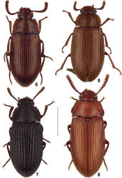 Figures 5–8. Dorsal view of African species of the genus Alphitobius. 5 Alphitobius hobohmi, non-type Angola, SMNS 6 Alphitobius leleupi, paratype, TMSA 7 Alphitobius rugosulus, non-type Tanzania, SMNS 8 Alphitobius viator, non-type RSA, SMNS. Scale: 2 mm.