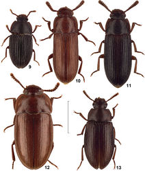 Figures 9–13. Dorsal view of African species of the genus Alphitobius. 9 Alphitobius kochi, non-type Togo, SMNS 10 Alphitobius lucasorum, paratype, TMSA 11 Alphitobius parallelipennis, non-type Angola, SMNS 12 Alphitobius acutangulus, non-type Sudan, SMNS 13 Alphitobius karrooensis, non-type RSA, TMSA. Scale: 2 mm.