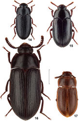 Figures 14–17. Dorsal view of African species of the genus Alphitobius. 14 Alphitobius laevigatus, non-type Germany, SMNS 15 Alphitobius diaperinus, non-type Germany, SMNS 16 Alphitobius capitaneus sp. n., holotype, CRG 17 Alphitobius limbalis, doubtful cotype, NHMB. Scale: 2 mm.