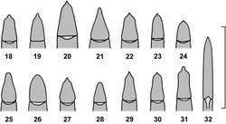 Figures 18–32. Apicale of aedeagus of African species of the genus Alphitobius and Ulomoides. 18 Alphitobius acutangulus, non-type Sudan, SMNS 19 Alphitobius arnoldi nom. n., non-type Tanzania, SMNS 20 Alphitobius capitaneus sp. n., holotype, CRG 21 Alphitobius crenatus, non-type Madagascar, SMNS 22 Alphitobius diaperinus, non-type Zambia, SMNS 23 Alphitobius hobohmi, non-type Angola, SMNS 24 Alphitobius karooensis, non-type Botswana, SMNS 25 Alphitobius kochi, non-type Ivory Coast, SMNS 26 Alphitobius laevigatus, non-type Nepal, SMNS 27 Alphitobius leleupi, non-type Congo, SMNS 28 Alphitobius lucasorum, paratype, SMNS 29 Alphitobius parallelipennis, non-type Zambia, CRG 30 Alphitobius rugosulus, non-type Tanzania, SMNS 31 Alphitobius viator, non-type Zambia, CRG 32 Ulomoides basilewskyi comb. n., holotype, MRAC. Scale: 1 mm.