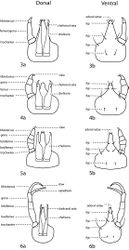 Figures 3–6. a. dorsal. b. ventral. 3 3-segmented pedipalp (Cunaxoidinae) 4 4-segmented pedipalp (Scirulinae) 5 5-segmented pedipalp that does not extend beyond the subcapitulum by more than the distal half of the genua (Bonziinae, Coleoscirinae, and Orangescirulinae) 6 5-segmented pedipalp that reaches beyond the subcapitulum by at least the distal half of the genua (Cunaxinae).