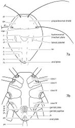 Figure 7. Generalized schematic of cunaxid idiosomal morphology. 7a Dorsal. 7b Ventral.