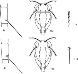 Figures 9–11. Bonzia key illustrations. 9a Setose tibial trichobothrium 9b Smooth tibial trichobothrium 10a Spiculate dorsal setae 10b Smooth dorsal setae 11a Close up of a spiculate seta 11b Close up of a smooth seta.