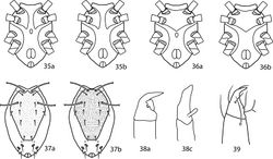 Figures 35–39. Pulaeus illustrations. 35 Genital setae in a row 36–39 Pulaeus key illustrations 36, 37 Venter, setae removed for clairity 36a Coxae I–II not coalesced medially, median platelet present 36b Coxae I–II not coalesced medially, median platelet absent 37a Coxae I–II coalesced medially, median platelet present 37b Coxae I–II coalesced medially, median platelet absent 38a Dorsal shield with punctures 38b Dorsal shield with broken striae 39a–c Pedipalp tibiotarsus 39a Tibiotarsus with elongate apophysis 39b Tibiotarsus with flat apophysis 39c Tibiotarsus with flange-like apophysis.