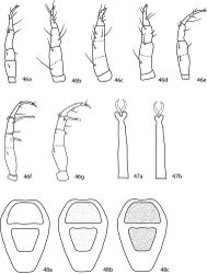 Figures 46–48. Cunaxinae key illustrations. 46 Pedipalps, dorsal 46a Rubroscirus 46b Riscus 46c Allocunaxa 46d Cunaxatricha 46e Cunaxa 46f Armascirus 46g Dactyloscirus. 47a, b. Distal end of tarsus 47a Armascirini, showing large tarsal lobes 47b Cunaxini, showing small to medium tarsal lobes 48a–c Idiosoma, dorsal. Setae and cupules have been removed for clairity. Shape of proterosomal plate and presence or absence, shape, and extent of hysterosomal plate(s) will differ between species 48a Plates smooth 48b Plates with dot-like pattern 48c Plates with reticulated pattern.