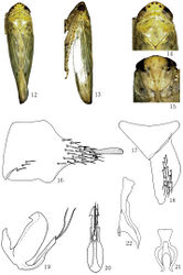 Figures 12–22. Abrus expansivus sp. n., 12 ♂, dorsal view 13 ♂, lateral view 14 ♂, head and thorax, dorsal view 15 ♂, face 16 Male pygofer side, lateral view 17 Valve, ventral view 18 Subgenital plate, ventral view 19 Aedeagus, lateral view 20 Aedeagus, caudal view 21 Connective, ventral view 22 Style, dorsal view.