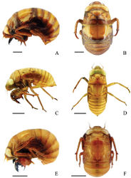 Figure 2. Final instar nymphs. A Cryptotympana atrata, lateral view of body B Cryptotympana atrata, dorsal view of body C Meimuna mongolica, lateral view of body D Meimuna mongolica, dorsal view of body E Platypleura kaempferi, lateral view of body F Platypleura kaempferi, dorsal view of body. Scale bars = 5.0 mm.