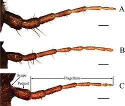 Figure 3. Antennae of final instar nymphs. A Cryptotympana atrata B Meimuna mongolica C Platypleura kaempferi. Scale bars = 0.5 mm.