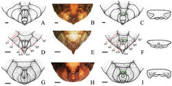 Figure 4. Abdominal apex in ventral view of final instar nymphs. A Cryptotympana atrata, female B and C Cryptotympana atrata, male D Meimuna mongolica, female E and f Meimuna mongolica, male G Platypleura kaempferi, female H and I Platypleura Kaempferi, male. Scale bars = 1.0 mm.