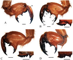 Figure 5. Left foreleg of final instar nymphs. A Cryptotympana atrata, inner view B Cryptotympana atrata, outer view C Meimuna mongolica, outer view D Platypleura kaempferi, outer view. acf, accessory tooth of femur; apt, apical tooth of tibia; bt, blade of tibia; f, femur; fc, femoral comb; itf, intermediate tooth of femur; pbt, point of blade of tibia; ptf, posterior tooth of femur; t, trochanter; ta, tarsus; ti, tibia. Scale bars = 1.0 mm