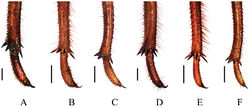 Figure 6. Spines at the apex of mid and hind tibiae of final instar nymphs. A mid tibia of Cryptotympana atrata B mid tibia of Meimuna mongolica C mid tibia of Platypleura kaempferi D hind tibia of Cryptotympana atrata E hind tibia of Meimuna mongolica F hind tibia of Platypleura Kaempferi. Scale bars = 1.0 mm.