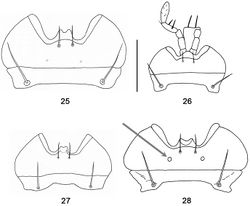 Figures 25–28. Mentum and submentum, ventral aspect (gray arrow indicating labial pits): 25 Orthomus barbarus barbarus (Dejean, 1828), female, Spain, “Laguna Salinas (Alicante)” 26 Abacillius basilewskyi Straneo, 1962, holotype 27 Abacillodes jocquei Straneo, 1988, holotype 28 Parorthomus socotranus sp. n., male paratype, “Fimihin”. Scale bar = 0.5 mm.