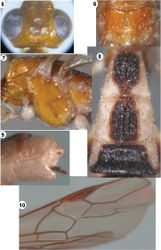 Figures 5–10. Iporhogas albilateralis sp. n., female. 5 head dorsal 6 propodeum dorsal 7 mesosoma lateral 8 metasomal tergites 1-3 dorsal 9 apex of metasoma lateral 10 fore wing.