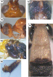 Figures 11–16. Iporhogas contrastus sp. n., female. 11 head dorsal 12 propodeum dorsal 13 head lateral and propleuron 14 metasomal tergites 1-3 dorsal 15 mesosoma lateral 16 hind tarsal claw lateral.