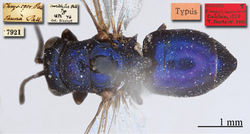 Plate 4. Elampus coeruleus Dahlbom, syntype, habitus, dorsal view.