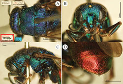 Plate 11. Hedychrum marianum Mocsáry, lectotype. A Head and mesosoma, dorsal view B head, frontal view C head and mesosoma, lateral view D second and third metasomal tergites, dorso-lateral view.