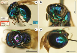 Plate 18. Ellampus sauteri Mocsáry, holotype. A Habitus, lateral view B head, frontal view C mesosoma, dorsal view D metasoma, dorsal view.