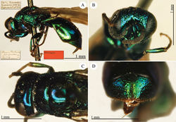 Plate 19. Omalus berezovskii (Semenov-Tian-Shanskij), holotype. A Habitus, lateral view B head, frontal view C head and mesosoma, dorsal view D third metasomal tergite, posterior view.