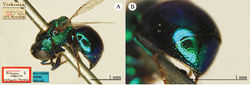 Plate 20. Omalus imbecillus (Mocsáry), lectotype. A Habitus, lateral view B second and third metasomal tergites, dorso-lateral view.