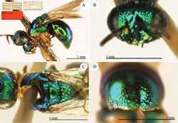 Plate 21. Omalus potanini (Semenov-Tian-Shanskij), paralectotype (?). A Habitus, lateral view B head, frontal view C head and mesosoma, dorsal view D third metasomal tergite, posterior view.