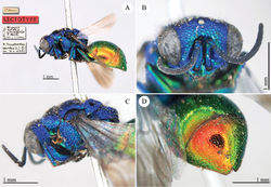 Plate 26. Pseudomalus triangulifer (Abeille), lectotype. A Habitus, lateral view B head, frontal view C head and mesosoma, lateral view D second and third metasomal tergites, dorso-lateral view.