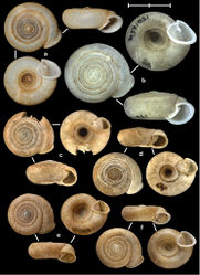 Figure 4. Shells of Vietnamese Gudeodiscus species. A Gudeodiscus (Gudeodiscus) phlyarius (Mabille, 1887), MNHN 24581 (syntype of Plectopylis phlyaria) B Gudeodiscus (Gudeodiscus) phlyarius, SMF 150125a (lectotype of Plectopylis moellendorffi) C Gudeodiscus (Gudeodiscus) cf. phlyarius, Vn10-41, coll. PGB D Gudeodiscus (Gudeodiscus) phlyarius, Vn09-06, coll. HE E Gudeodiscus (Gudeodiscus) phlyarius, NHMUK 1922.8.29.56 (holotype of Plectopylis gouldingi) F Gudeodiscus (Gudeodiscus) phlyarius, NHMUK 1922.8.29.57 (holotype of Plectopylis anterides). Photos: T. Deli (A), E. Neubert (B), B. Páll-Gergely (C, D) and H. Taylor (F). Scale represents 10 mm.