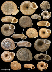 Figure 5. Shells of Vietnamese Gudeodiscus species. A Gudeodiscus (Gudeodiscus) phlyarius (Mabille, 1887) (typical “fallax var. major”), MNHN-IM-2012-2155 B Gudeodiscus (Gudeodiscus) phlyarius, NHMUK 1922.8.29.55 (holotype of Plectopylis verecunda) C Gudeodiscus (Gudeodiscus) phlyarius, NHMUK 1922.8.29.58 (holotype of Plectopylis fallax) D Gudeodiscus (Gudeodiscus) messageri raheemi Páll-Gergely & Hunyadi, ssp. n., Vn10-76, coll. PGB E Gudeodiscus (Gudeodiscus) messageri raheemi ssp. n., NHMUK 20110370.1 (holotype) F Gudeodiscus (Gudeodiscus) messageri messageri (Gude, 1909), NHMUK 1922.8.29.53 (holotype) G Gudeodiscus (Gudeodiscus) messageri messageri NHMUK 1922.8.29.54 (syntype of Plectopylis messageri var. minor). Photos: B. Páll-Gergely (A, D), H. Taylor (B–C, E–G). Scale represents 10 mm.