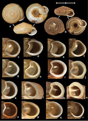 Figure 9. Shells (A–B) and apertural views (C–R) of Vietnamese Gudeodiscus, Sicradiscus and Halongella gen. n. species. A Gudeodiscus (Gudeodiscus?) suprafilaris (Gude, 1908), MNHN 24586 (holotype?) B Gudeodiscus (Gudeodiscus?) suprafilaris, 2011/81 C Gudeodiscus (Gudeodiscus) phlyarius (Mabille, 1887), Vn11-156 D Gudeodiscus (Gudeodiscus) phlyarius (Mabille, 1887) (typical “anterides/gouldingi”), MNHN-IM-2012-2164 E Gudeodiscus (Gudeodiscus) messageri messageri (Gude, 1909), MNHN-IM-2012-2215 F Gudeodiscus (Gudeodiscus?) hemmeni Páll-Gergely & Hunyadi, sp. n., Vn10-103A G Gudeodiscus (Gudeodiscus?) anceyi (Gude, 1901), GS22 H Sicradiscus mansuyi (Gude, 1908), 20081116C I Gudeodiscus (Gudeodiscus) giardi giardi (Fischer, 1898), 2011/81 J Gudeodiscus (Gudeodiscus) villedaryi (Ancey, 1888), Vn11-151 K–L Gudeodiscus (Gudeodiscus) dautzenbergi (Gude, 1901), Vn10-44 M–N Halongella schlumbergeri (Morlet, 1886), MAA3 O Halongella fruhstorferi (Möllendorff, 1901), Vn11-171 P Gudeodiscus (Gudeodiscus) fischeri (Gude, 1901), Vn10-120 Q Gudeodiscus (Gudeodiscus) fischeri (Gude, 1901), 20090515C R Gudeodiscus (Gudeodiscus?) suprafilaris (Gude, 1908), 2011/81. All photos by B. Páll-Gergely except for Figure 9A (T. Deli). Scale represents 10 mm and refers to A and B.