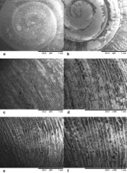 Figure 10. SEM images of Gudeodiscus shells. A protoconch of Gudeodiscus (Gudeodiscus) messageri raheemi Páll-Gergely & Hunyadi, ssp. n., Vn12-104, coll. HE B protoconch of Gudeodiscus (Gudeodiscus) villedaryi (Ancey, 1888), Vn11-163, coll. HE C–D sculpture of Gudeodiscus (Gudeodiscus) phlyarius (Mabille, 1887), Vn10-56, coll. HE E–F sculpture of Gudeodiscus (Gudeodiscus) phlyarius (Mabille, 1887) (typical fallax specimen), Vn11-187, coll HE. Images: B. Páll-Gergely.