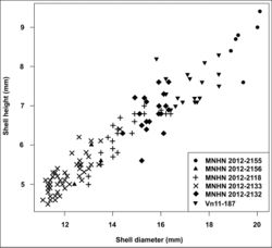 Figure 16. Plot of shell height against shell width (diameter) for 122 adults of Plectopylis cf. anterides/gouldingi (MNHN 2012-2133, MNHN 2012-2156, partly MNHN 2012-2218), Plectopylis cf. fallax (Vn11-187, MNHN 2012-2132, partly MNHN 2012-2218) and Plectopylis cf. fallax var. major (MNHN 2012-2155) from northern Vietnam. Samples MNHN 2012-2155 and MNHN 2012-2156 originally belonged to the same sample.