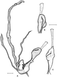 Figure 21. Reproductive anatomy of Gudeodiscus (Gudeodiscus) phlyarius (Mabille, 1887) (typical fallax). Locality information: Lào Cai Province, ca. 3 km SW of Nhà Văn Hóa, 22°25.513'N, 104°12.194'E, leg. Hemmen, Ch. & J., 04.10.2011. A–B “Specimen1” C “Specimen2”. Scale represents 1 mm.