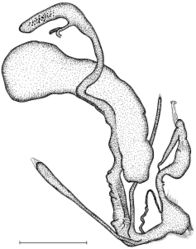 Figure 22. Reproductive anatomy of Gudeodiscus (Gudeodiscus) phlyarius (Mabille, 1887). Locality information: Lạng Sơn Province, ca. 10.6 km from Bình Gia to Lạng Sơn on road 1B, 21°53.639'N, 106°25.895'E, leg. Hemmen, Ch. & J., 01.04.2011. Scale represents 5 mm.