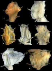 Figure 28. Inner walls of the penis of Gudeodiscus Páll-Gergely, 2013 species. A Gudeodiscus (Gudeodiscus) phlyarius (Mabille, 1887) (typical fallax specimen, for locality see Figure 21) B Gudeodiscus giardi giardi (Fischer, 1898) (for locality see Figure 19) C Gudeodiscus (Gudeodiscus) phlyarius (Mabille, 1887) (for locality see Figure 22) D Gudeodiscus (Gudeodiscus) fischeri (Gude, 1901) (for locality see Figure 17) E Gudeodiscus (Gudeodiscus) messageri raheemi Páll-Gergely & Hunyadi, ssp. n., 20080510A F–G Gudeodiscus (Gudeodiscus) villedaryi specimens collected at the same locality in two different dates: F November (2011/102) and G May (20090520A). All photos by B. Páll-Gergely.