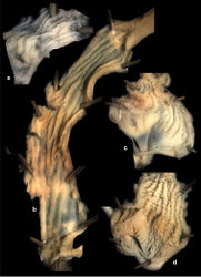 Figure 31. Inner wall of the vagina of Sicradiscus and Gudeodiscus species. A Sicradiscus mansuyi (Gude, 1908), (for locality see Figure 27) B Gudeodiscus (Gudeodiscus) messageri raheemi Páll-Gergely & Hunyadi, ssp. n. (for locality see Figure 20) C Gudeodiscus (Gudeodiscus) phlyarius (Mabille, 1887), Vn11-157 D Gudeodiscus (Gudeodiscus) fischeri (Gude, 1901) (for locality see Figure 17).