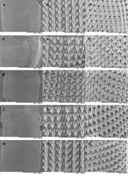 Figure 35. SEM images of radulae of Gudeodiscus species. A, D, G, J, M show the middle part of the radula B, E, H, K, N show the central tooth and the first 2–3 pairs of laterals C, F, I, L, O show the marginals. A–C Gudeodiscus (Gudeodiscus) giardi giardi (Fischer, 1898) (for locality see Figure 19) D–F Gudeodiscus (Gudeodiscus) messageri raheemi Páll-Gergely & Hunyadi, ssp. n. (for locality see Figure 20) G–I Gudeodiscus (Gudeodiscus) multispira (Möllendorff, 1883), China, Guangxi, Qingshan, Qingshan Zhen, Lipu Xian, ca 250 m, 24°26.189'N, 110°20.008'E, leg. Nakahara, Y., Ohara, K., Okubo, K. & Otani, J. U., 12.11.2004. J–L Gudeodiscus (Gudeodiscus) phlyarius (Mabille, 1887), Lạng Sơn Province, ca. km. 50 of road 1B, 10 km to Bình Gia, 21°53.911'N, 106°25.664'E, leg. Hemmen, Ch. & J., 01.04.2011. M–O Gudeodiscus (Gudeodiscus) villedaryi (Ancey, 1888), (for locality see Figure 23). All photos by B. Páll-Gergely.