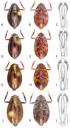 Figure 39. Dineutus serrulatus variation in males. Dineutus serrulatus serrulatus A dorsal habitus B ventral habitus C aedeagus dorsal view; Dineutus serrulatus analis Liberty Co. Florida D dorsal habitus E ventral habitus F aedeagus dorsal view; Dineutus serrulatus analis Tennessee G dorsal habitus H ventral habitus I aedeagus dorsal view; Dineutus serrulatus analis Kansas J dorsal habitus K ventral habitus L aedeagus. Scale bars for C, F, I, L ≈ 1 mm all others ≈ 2 mm.