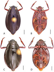 Figure 40. Dineutus serrulatus serrulatus. A ♀ dorsal habitus B ♀ ventral habitus C ♂ dorsal habitus D ♂ ventral habitus. All scale bars ≈ 2 mm.