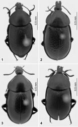 Figures 1–4. Habitus in dorsal view: 1 Ablattaria arenaria (male, Israel: Mount Carmel) 2 Ablattaria cribrata (female, Azerbaijan: Zagulba Baglari) 3 Ablattaria subtriangula (female, Spain: Cameros) 4 Ablattaria laevigata (male, Hungary: Budapest).