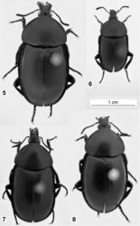 Figures 5–8. Habitus of Ablattaria laevigata in dorsal view: 5 female (Croatia: Pula) 6 male (Austria: Elenderwald) 7 female (Greece: Loutraki) 8 female (Italy: Pioppi).