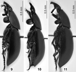 Figures 9–11. Habitus of Ablattaria laevigata in dorsal view: 9 male (Hungary: Budapest) 10 female (Greece: Loutraki) 11 female (Italy: Pioppi).