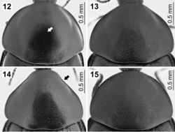 Figures 12–15. Pronotum in dorsal view: 12 Ablattaria arenaria (female, Iraq: Khanaqin) 13 Ablattaria cribrata (male, Russia: Dagestan) 14 Ablattaria subtriangula (male, Spain: Soto) 15 Ablattaria laevigata (female, Austria: Bisamberg).